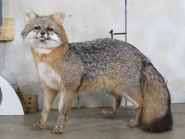 Very Nice Lifesize Standing Grey Fox TAXIDERMY