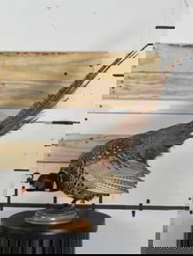 Beautiful Lifesize Pheasant on Wood Base TAXIDERMY