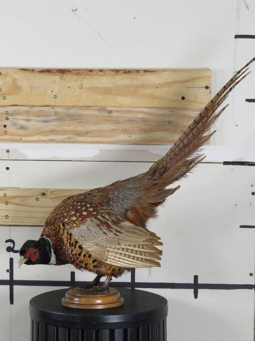 Beautiful Lifesize Pheasant on Wood Base TAXIDERMY: Approx 1'9"Lx8"Wx2'T