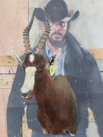 Blesbok Sh Mt TAXIDERMY