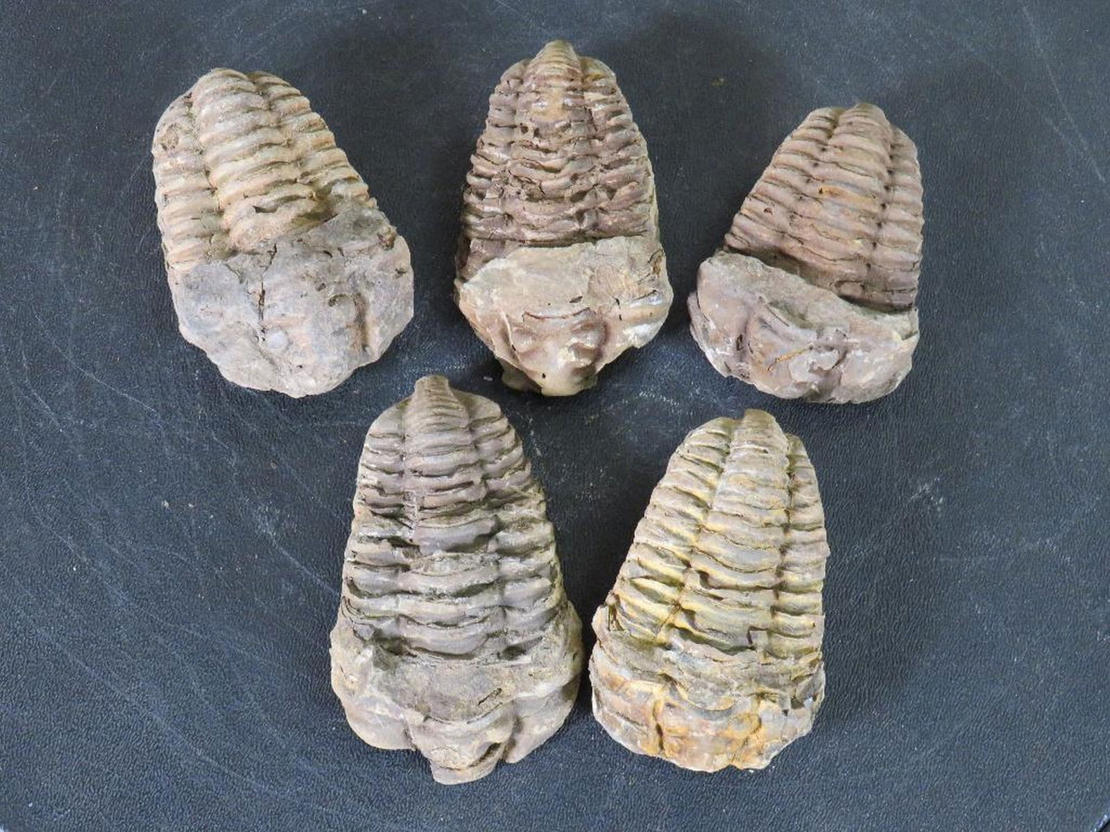 5 Natural Moroccan Tribal Fossil Specimens from Devonian Era ROCKS/FOSSILS/MINERALS (1 of 8)