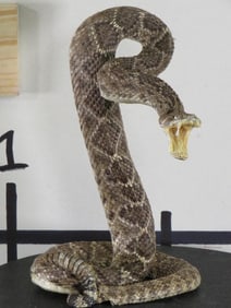 Lifesize Striking Rattlesnake "Western Diamondback" w/Big Rattle TAXIDERMY