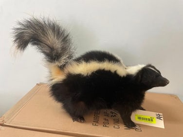Beautiful Skunk, NEW taxidermy, free standing, 23 inches long, 14 inches tall at the tail, great log
