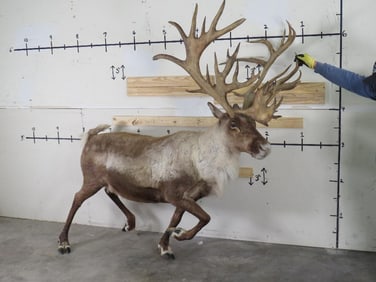 Beautiful Lifesize Caribou w/Repro Rack *No base TAXIDERMY