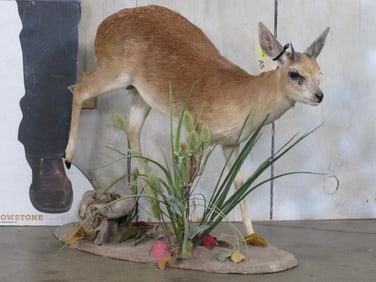Lifesize Steenbok on Base TAXIDERMY