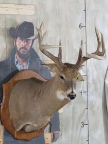 Nice Heavy 11 Pt Whitetail Sh Mt on Plaque TAXIDERMY