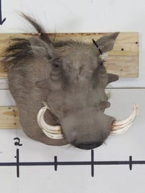 Warthog Wall Pedestal Mt TAXIDERMY