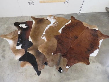 5 Brand New Cowhides (ONE$) TAXIDERMY