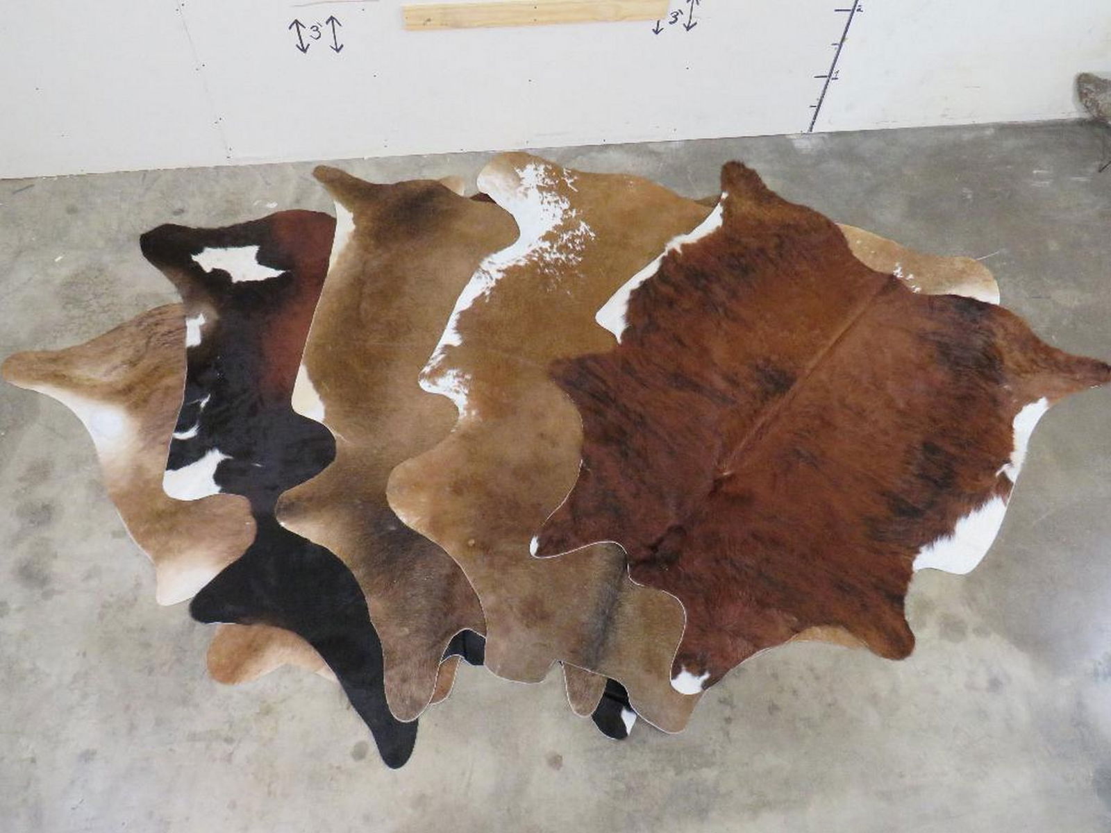 5 Brand New Cowhides (ONE$) TAXIDERMY (1 of 7)