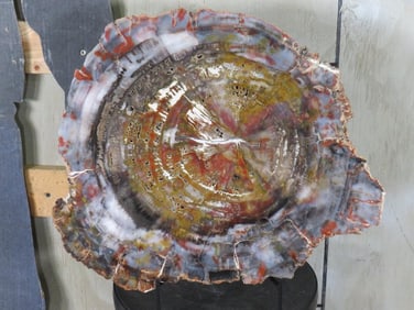 Beautiful XL Rainbow Wood" Slab (Arizona) Petrified Wood/Fossilized Wood ROCKS/MINERALS/FOSSILS