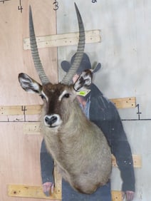 Waterbuck Sh Mt TAXIDERMY