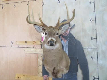 8 Pt Whitetail Sh Mt TAXIDERMY