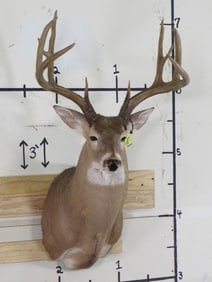 Nice 10 PT Whitetail Sh Mt w/Big Rack TAXIDERMY