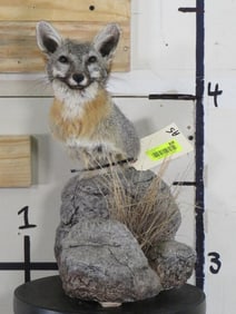Grey Fox Table Pedestal TAXIDERMY