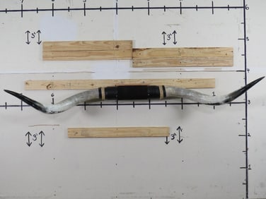 Huge Set of Mounted Longhorn Horns 7'Soread TAXIDERMY