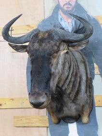 Wildebeest Sh Mt TAXIDERMY