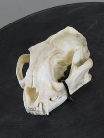Very Nice Caracal Cat Skull w/all teeth TAXIDERMY SKULLS