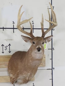 14 PT Whitetail Sh Mt w/Tall Rack TAXIDERMY