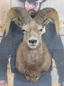 Bighorn Sheep Sh Mt TAXIDERMY