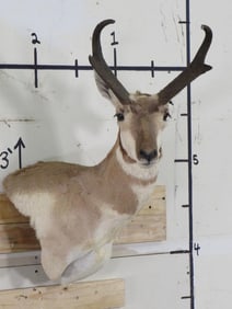 Pronghorn Wall Pedestal TAXIDERMY