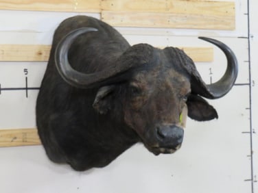 Cape Buffalo Sh Mt TAXIDERMY