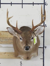 8 Pt Whitetail Sh Mt TAXIDERMY