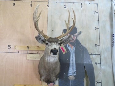 Mule Deer Sh Mt TAXIDERMY