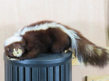 Lifesize Laying "Zombie Skunk" w/Real Skull ODDITY/ODDITIES & CURIOSITIES