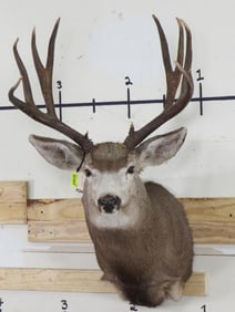 Nice 11Pt Mule Deer Sh Mt w/25" Spread TAXIDERMY