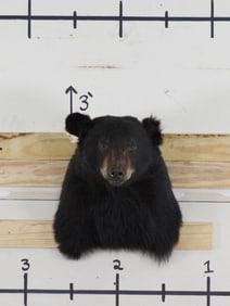Black Bear Sh Mt TAXIDERMY
