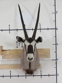 Gemsbok Sh Mt TAXIDERMY