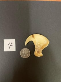 Extra large African lion claw. 3 1/4 inches around the curve *TX RES ONLY*