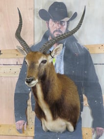 Kafue Lechwe Sh Mt TAXIDERMY