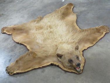 Felted Cinnamon Phase Black Bear Rug w/Mounted Head, all claws TAXIDERMY