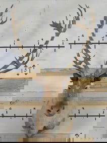 Really Nice Caribou Sh Mt TAXIDERMY