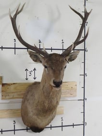 Vintage Elk Sh Mt TAXIDERMY
