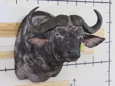 Cape Buffalo Sh Mt TAXIDERMY