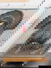 Beautiful Lifesize Strutting Turkey in Really Nice Showcase TAXIDERMY