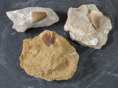 3 Fossilized Mososaur/Mososaurus Teeth in Matrix FOSSILS/ROCKS/MINERALS