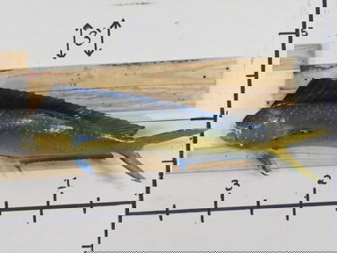 Vintage Mahi-Mahi Fish Mt TAXIDERMY