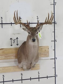 12 Pt Whitetail Sh Mt w/23" Spread TAXIDERMY