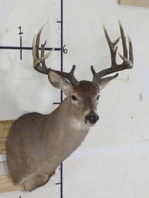 13 Pt Whitetail Sh Mt w/Repro Antler TAXIDERMY