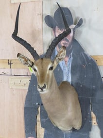 Impala Sh Mt TAXIDERMY