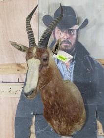 Blesbok Sh Mt TAXIDERMY