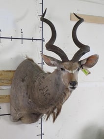 Kudu Sh Mt TAXIDERMY