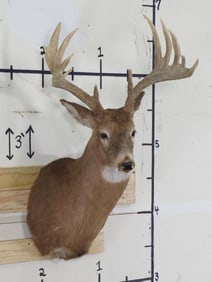 11pt Whitetail Sh Mt TAXIDERMY