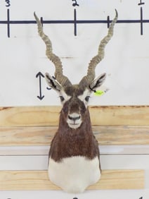 Blackbuck Sh Mt TAXIDERMY