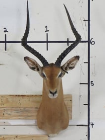 Impala Sh Mt TAXIDERMY