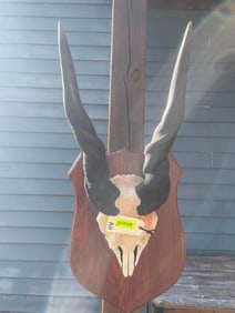 Beautiful set of African Eland horns, on wood panel, 37 1/2 inches overall, horns are 22 1/2 inches