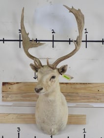 White Fallow Sh Mt TAXIDERMY
